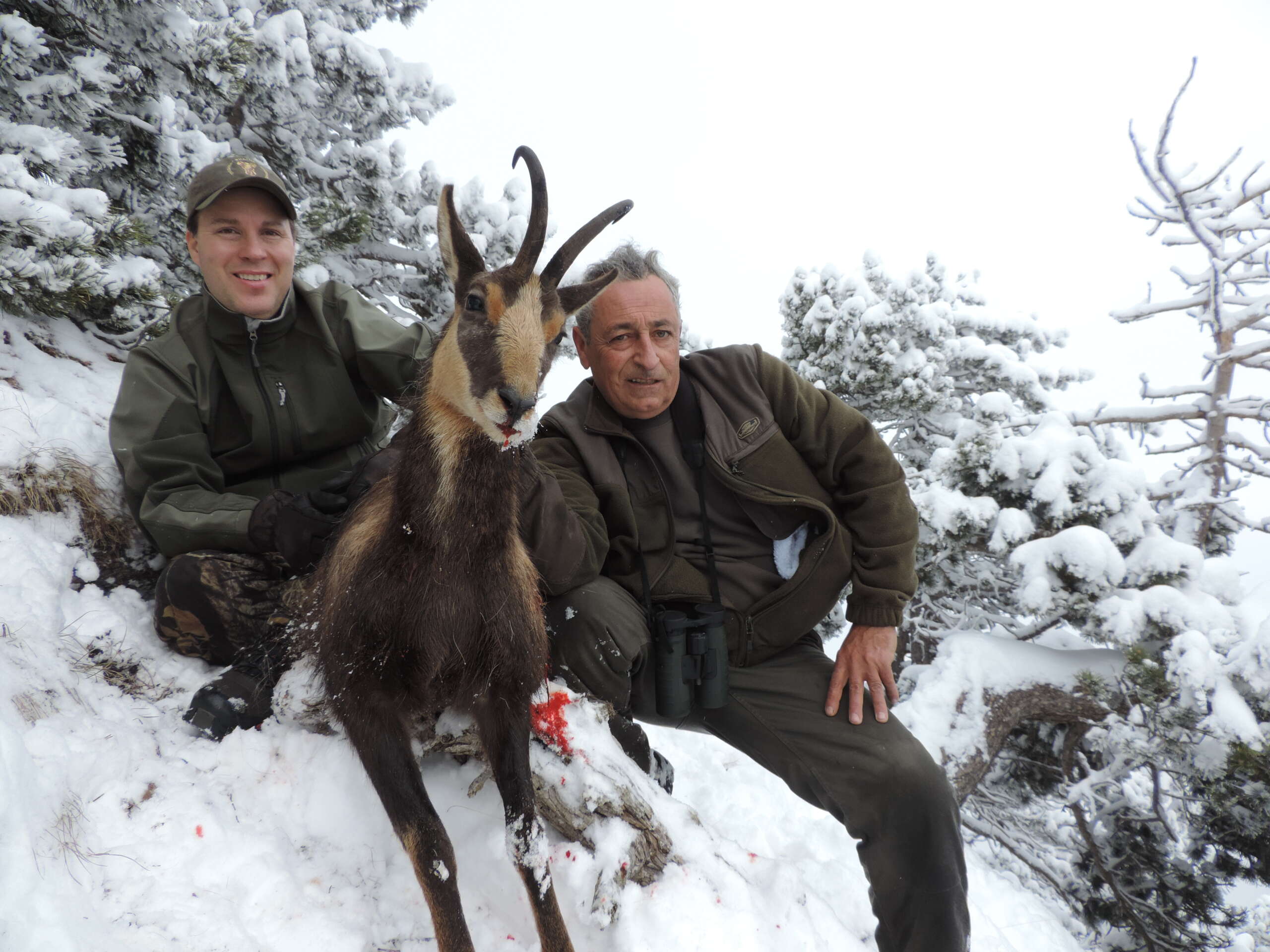 Pyrenean Chamois - Spanish Big Game